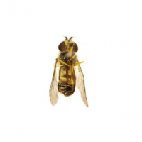 American Hoverfly Museum Specimen